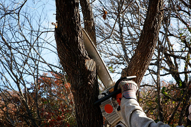 Best Tree Maintenance Programs  in Bluewell, WV